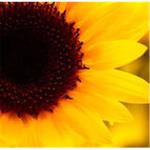 http://www.blogtalkradio.com/api/image/resize/1400x1400/aHR0cDovL2NkbjEuYnRyc3RhdGljLmNvbS9waWNzL2hvc3RwaWNzLzhiMTA2MGM0LTYyZTctNDBiYy04Nzc5LWE5ZDkyNjdjMDUxMHRoX3N1bmZsb3dlci5qcGc/8b1060c4-62e7-40bc-8779-a9d9267c0510th_sunflower.jpg?mode=Basic