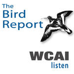 https://mediad.publicbroadcasting.net/p/wcai/files/styles/npr-feeds-podcast-cover-art/public/201610/Bird-Report_Podcast.jpg