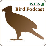 http://nfa-birdpodcast.up.seesaa.net/image/podcast_artwork.jpg